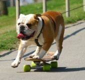 Help find Tyson a place to skate!